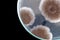 Macro of brown fungi on petri dish isolated on black