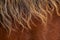 Macro Brown horse Hair and fur, close-up of horse