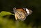 Macro of a Brown Monarch on Green Leaf