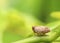 Macro of the Brown planthopper on green leaf in the garden.  Nilaparvata lugens Stal on blurred of green background