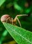 Macro brown and red spider on leaf. Green background.