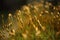 Macro of bryum moss on forest floor