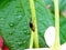 Macro of a bug on garden plant.