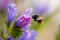 Macro of a bumble bee bombus collecting pollen on a Paterson`s curse echium plantagineum blossom