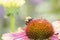 Macro of Bumble Bee on Double Decker Cone Flower Echinacea