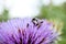 Macro bumblebee on artichoke flower