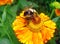 Macro - Bumblebee on a bright orange flower Helenium
