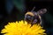 Macro of a bumblebee collecting nectar on Echinacea flower