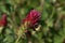 Macro Bumblebee on Crimson Clover Bloom