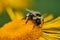 Macro of a bumblebee on a flower