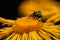 Macro of a bumblebee on a flower