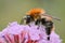 Macro of a bumblebee foraging on a flower