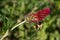 Macro Bumblebee on Leaning Crimson Clover Bloom
