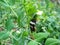 Macro of bumblebee sucking juice from pea blossom