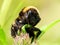 Macro of bumblebee on summer flower.