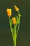 Macro of a bunch of closed golden California poppies in vintage painting style on green paper background