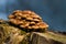 Macro of a bunch of mushrooms