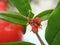 Macro bunch of orange Pomegranate flower buds