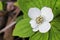 Macro of Bunchberry Dogwood in full bloom