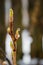 Macro of bush branches bud during warm winter. Soft focused, blurred dark background