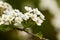 Macro bush of small white flowers on a branch