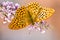 Macro of butterfly, Argynnis paphia