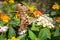 Macro Butterfly  flying to dust pollen onflower