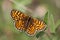 Macro of a butterfly : Melitaea parthenoides copie