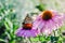 Macro butterfly on pink flower.