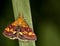 Macro of a butterfly : Pyrausta purpuralis
