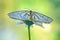 Macro butterfly Siona lineata on a Daisy