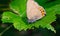 Macro butterfly sits on a green leaf