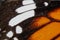 Macro Butterfly wing background