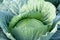Macro Cabbage, Color photo of green leaves of cabbage