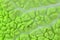 Macro cabbage leaf