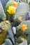 Macro of cactus blossomed flowers