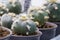 Macro cactus flower lophophora williamsii var. texana