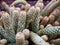 Macro cactus Mammillaria elongata rubra copper King ,Gold lace Cactus golden stars ,lady fingers desert plants