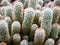 Macro cactus Mammillaria elongata rubra copper King ,Gold lace Cactus golden stars ,lady fingers desert plants