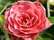 Macro of Camellia japonica \\\'Admiral Nimitz\\\' Flower
