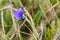 Macro of Campanula carpatica Carpathian Bellflower with a green bug/insect on it, in green grass, on a a windy Summer day