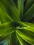 Macro capture of the newborn leaf