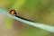 Macro card ladybug summer grass