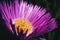 Macro of a carpobrotus flower with pink petals and yellow stamens