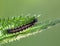 Macro of a caterpillar : Aglais urticae