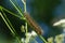 Macro Caterpillar, bright, large, hairy, woolly