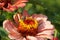 Macro of Caucasian bee striped Amegilla albigena flying on flower Zinnia