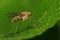 Macro of a Caucasian double-winged insect Mosquito mosquito sitting on a green leaf in the grass of the Caucasus foothills