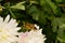 Macro Caucasian flies syrphids Eristalis on white chrysanthemum