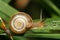 Macro of a caucasian garden snail with a shell on a green leaf